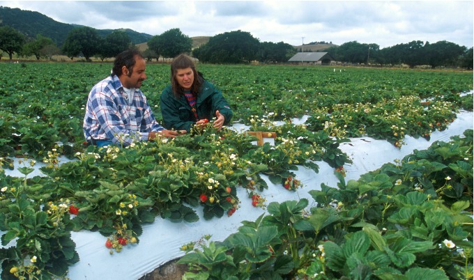 Fruit picking in farming has relied on migrant workers.