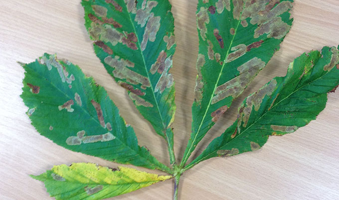 horse chestnut leaf miner caterpillar damage