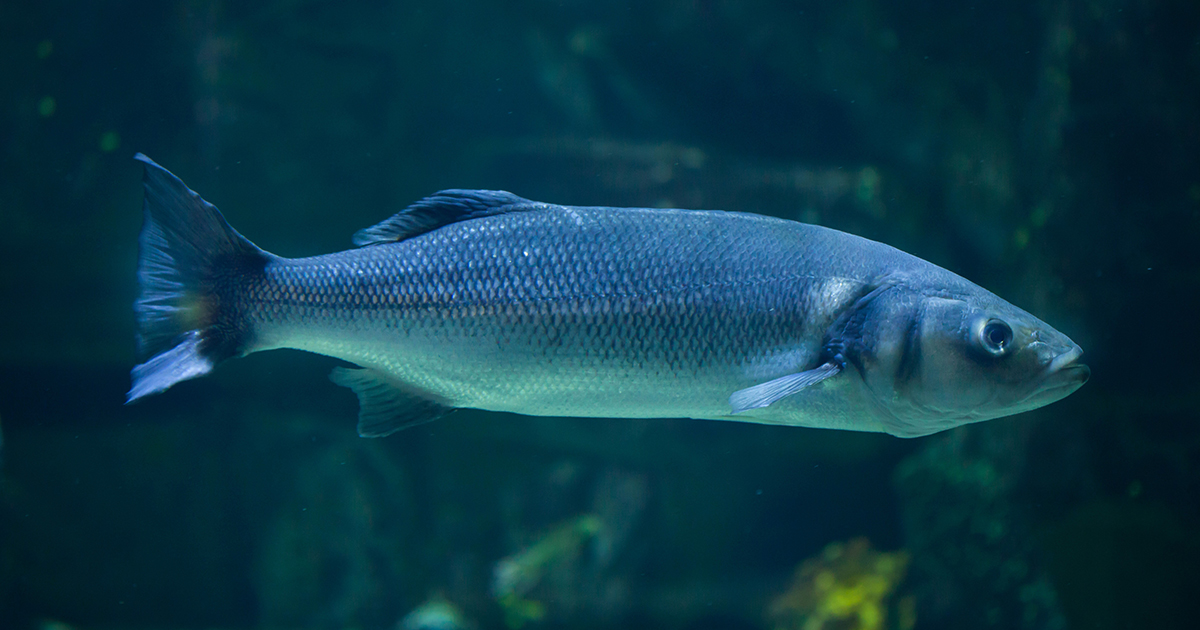 confused sea bass - Press Office - Newcastle University