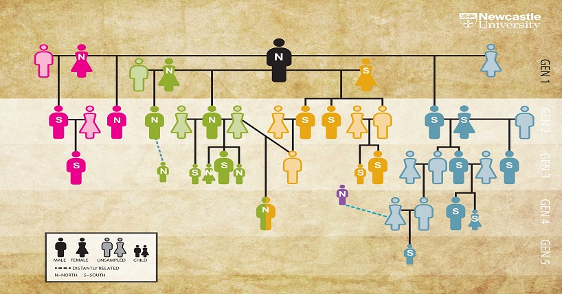 SIR Group: Genealogy - SIR Branch One