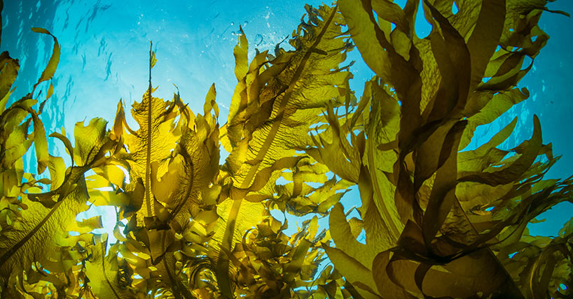 Seaweed and Sunlight
