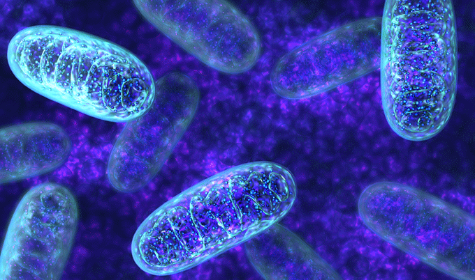 mitochondria standard image right