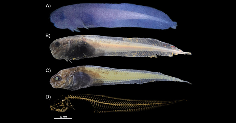 Paraliparis selti - a new species of snailfish