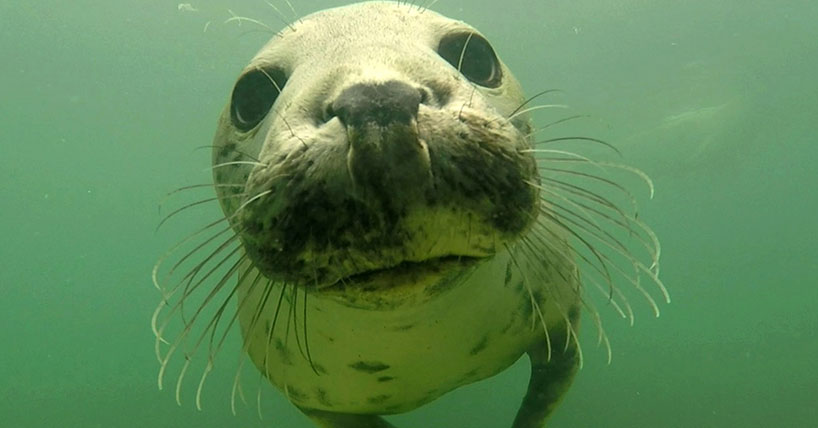 grey seal off the northumberland coast