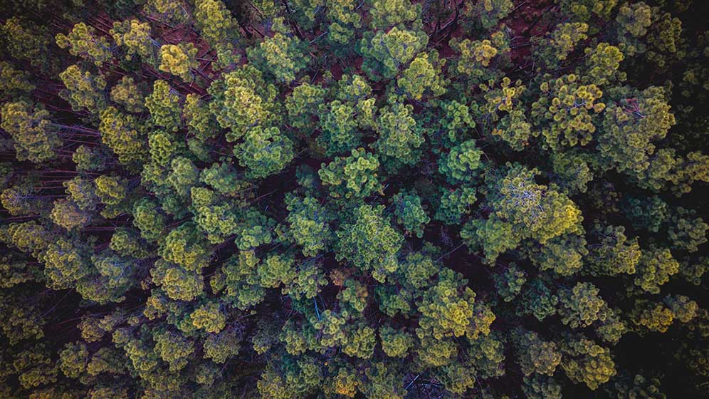 Tree tops from above.