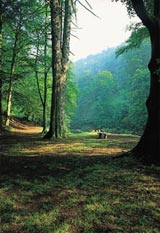 [Kielder Forest] 