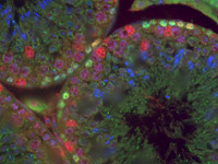 RNA binding protein research