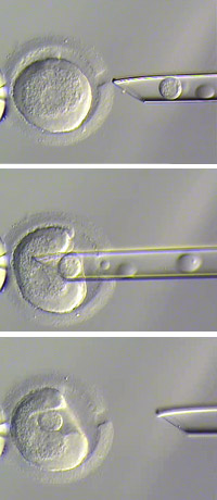 Reproductive cell biology research