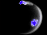 Reproductive cell biology research