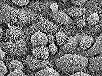 Embryonic stem cell research