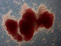 Embryonic stem cell research