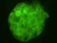 germline stem cells