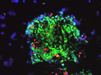 germline stem cells