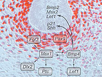 Embryonic genetics research