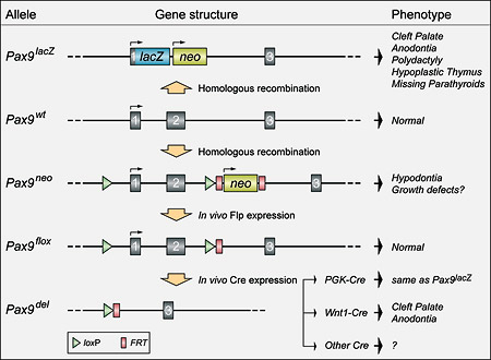 Embryonic genetics research