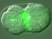 Developmental gene regulation