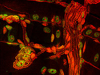 Meuromuscular research