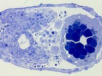 Meuromuscular research