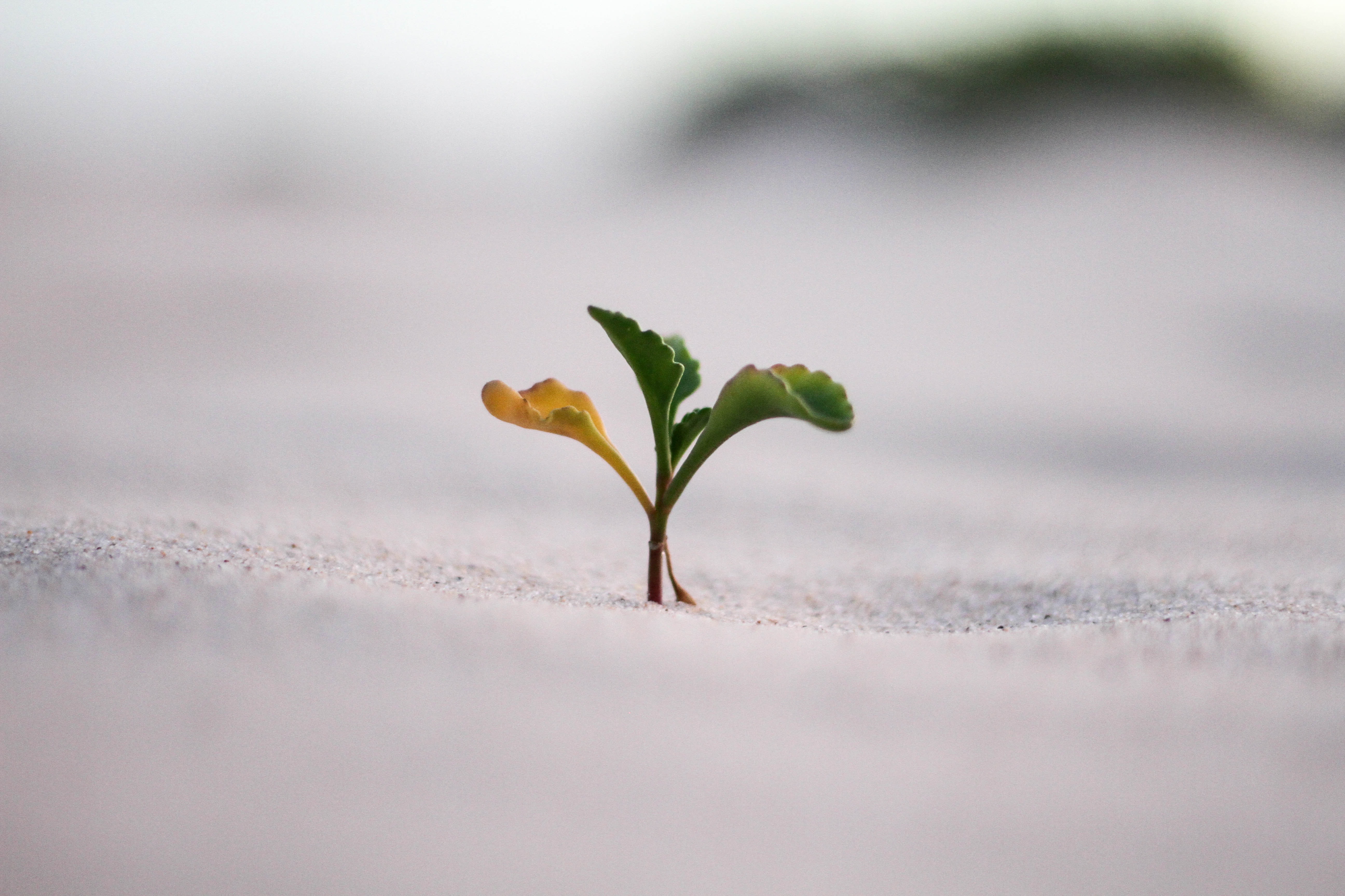 photo of plant growing in desert to portray resilience