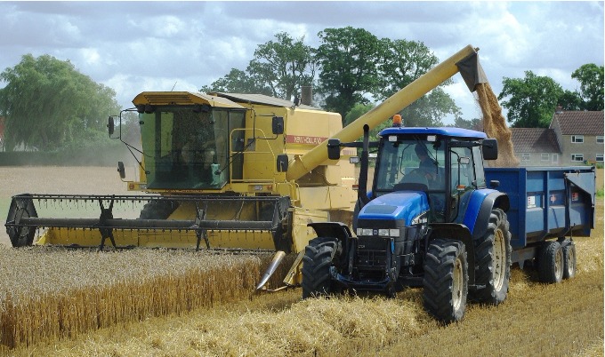 Farmers harvesting wheat from a field during late summer.