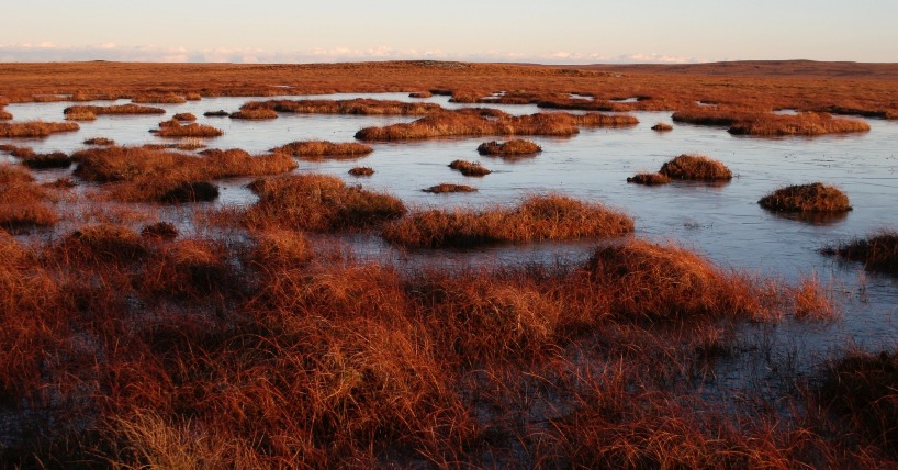Peatlands, the world's largest carbon store.