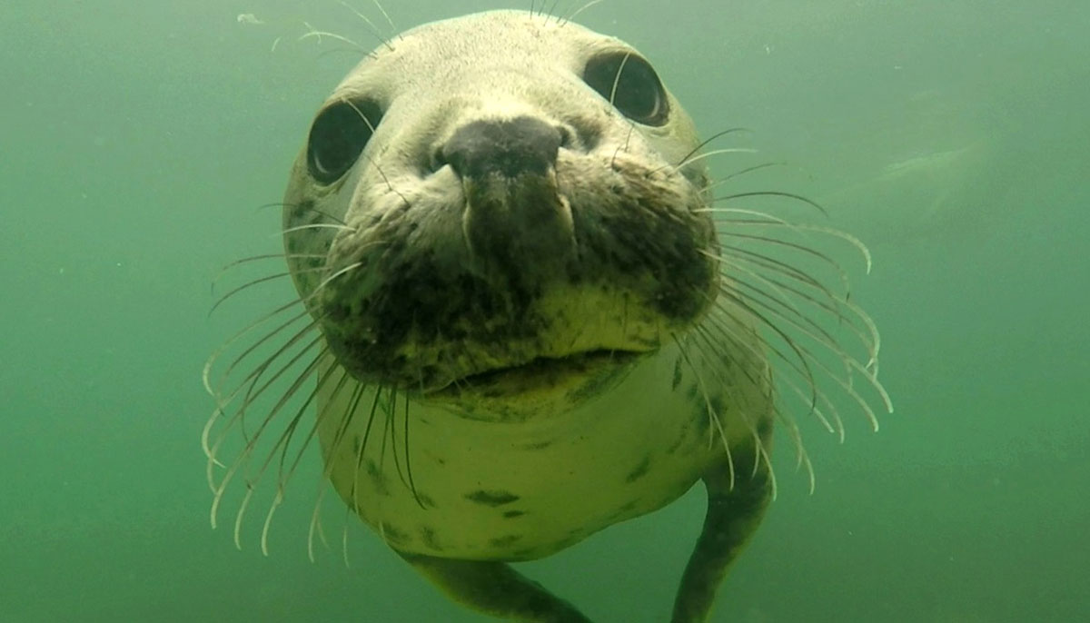 Grey seals 1