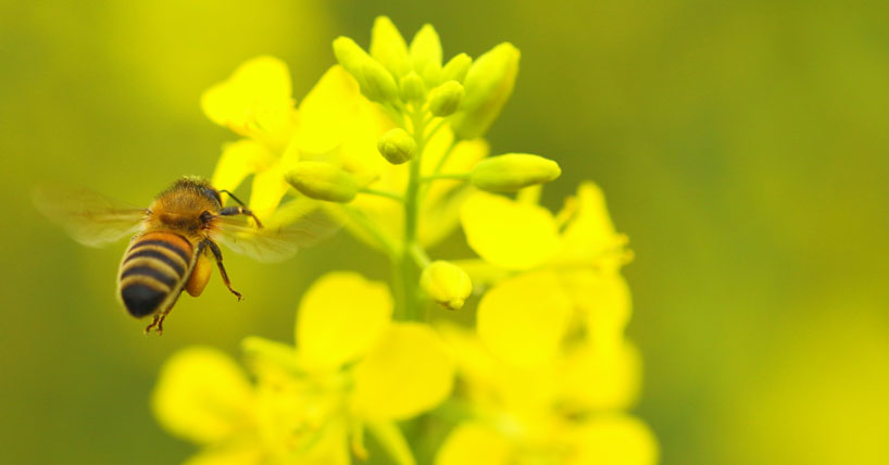 Oilseed rape varieties with pollinator-friendly traits