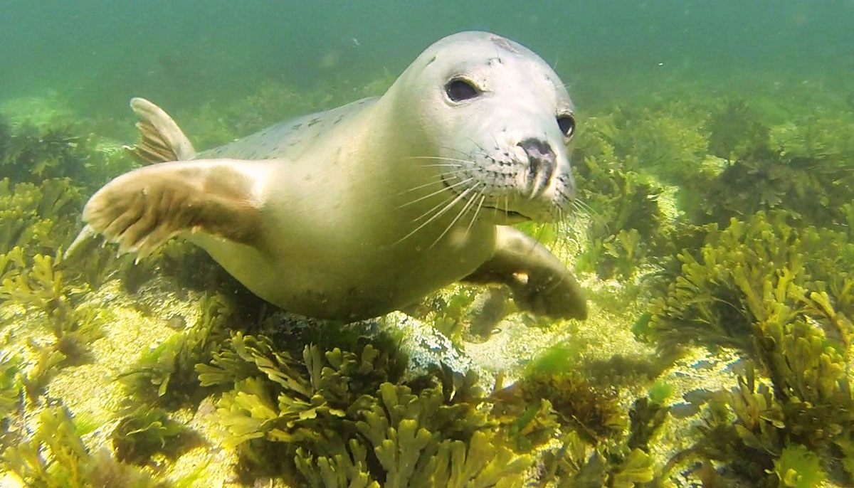 grey seals 02