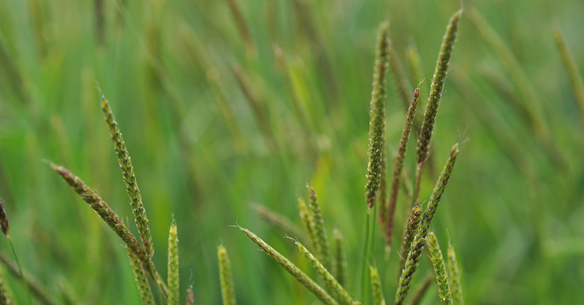 One-step test for the detection of herbicide resistance in blackgrass image