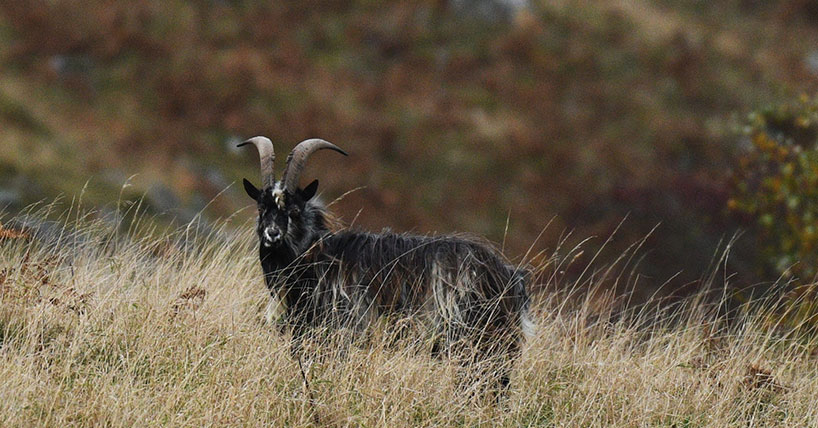 A Cheviot Goat