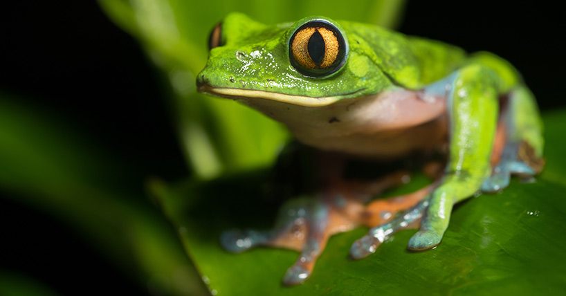 Golden-eyed tree frog