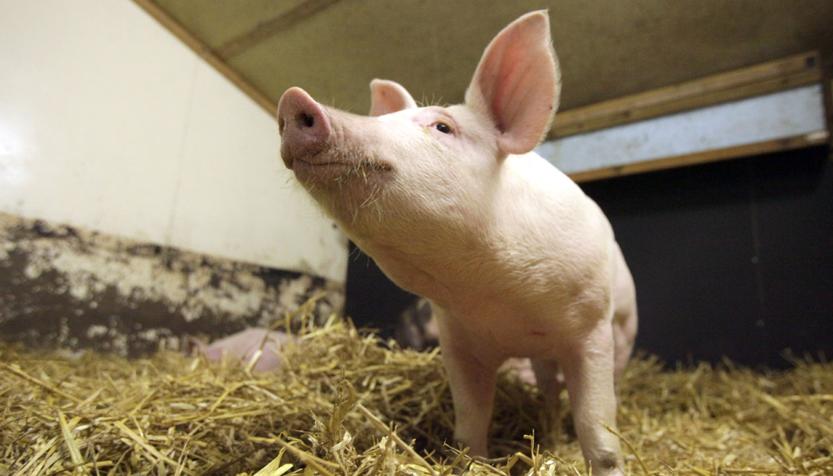 Groundbreaking report sets a benchmark for pig welfare