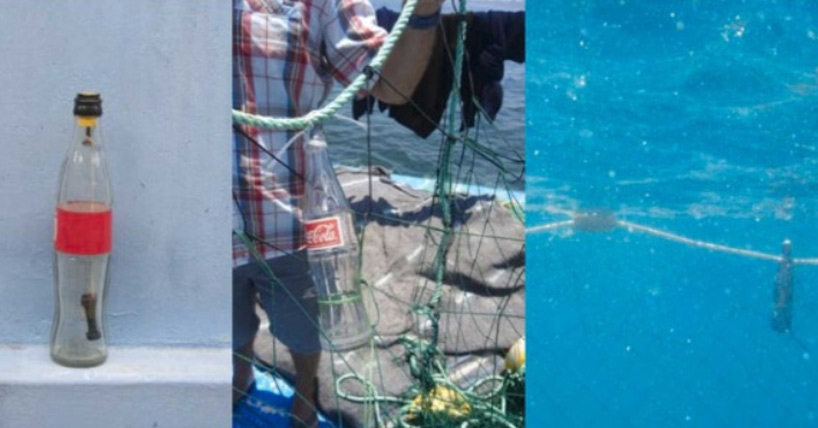 Newcastle University researchers have demonstrated that plastic bottles attached to fishing nets can help dolphins detect and avoid being caught and killed in the deadly gear. Newcastle University researchers have demonstrated that plastic bottles attached to fishing nets can help dolphins detect and avoid being caught and killed in the deadly gear.