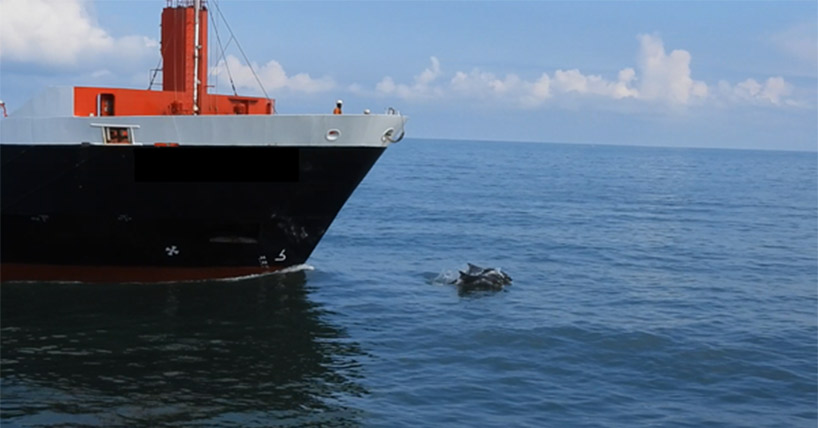 dolphins bow riding, credit: Dave Mannifield