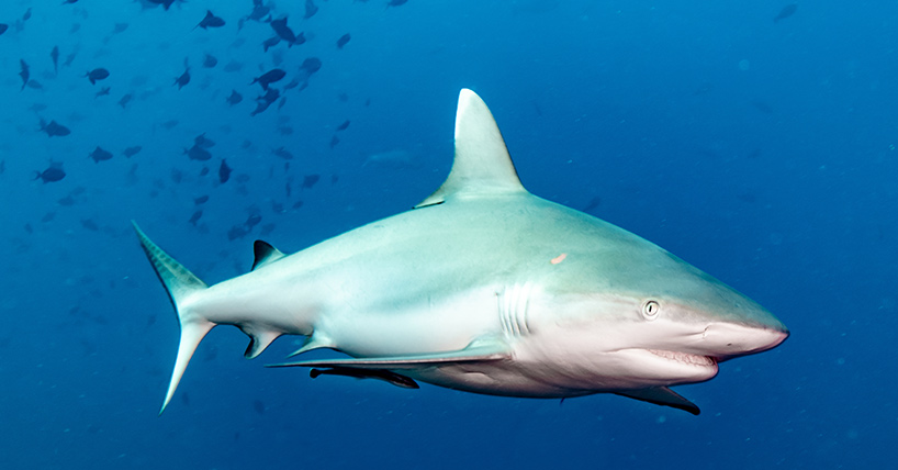 Depredation impacts support for shark conservation  image