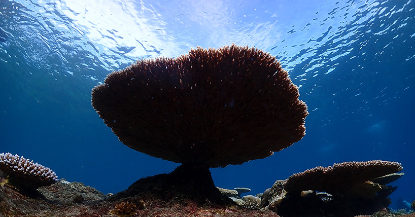 Comment: Pacific coral reef climate resistance image