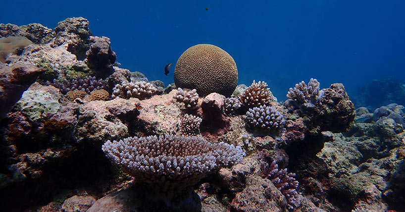 Coral reefs in one part of the Pacific Ocean have likely adjusted to higher ocean temperatures which could reduce future bleaching impacts of climate change, new research reveals. 