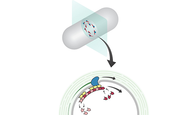 Bacteria trapped in vertical nanocages