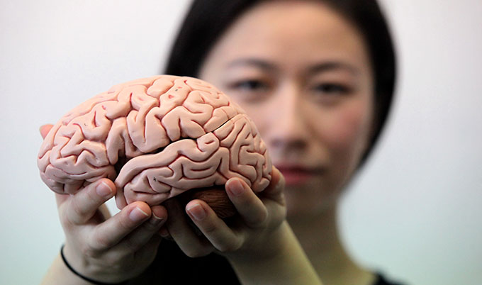 A researcher holding a model of a brain