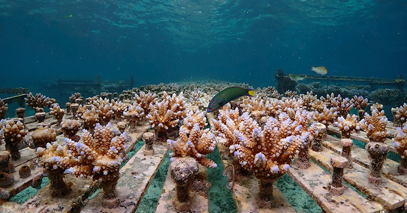 one year old pedigree tracked corals growing in an ocean nursery