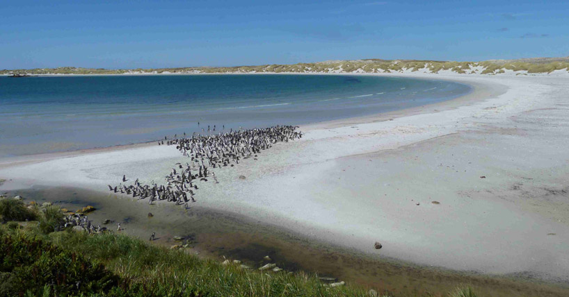 Penguins on Gypsy Cove Penguins on Gypsy Cove