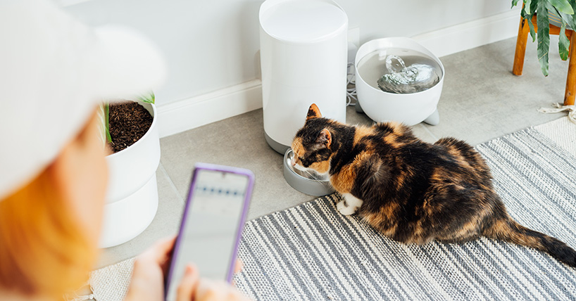 cat eating from smart feeder