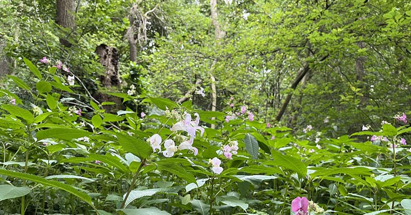 Himalayan balsam in a UK ancient woodland