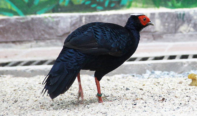 Edwards Pheasant