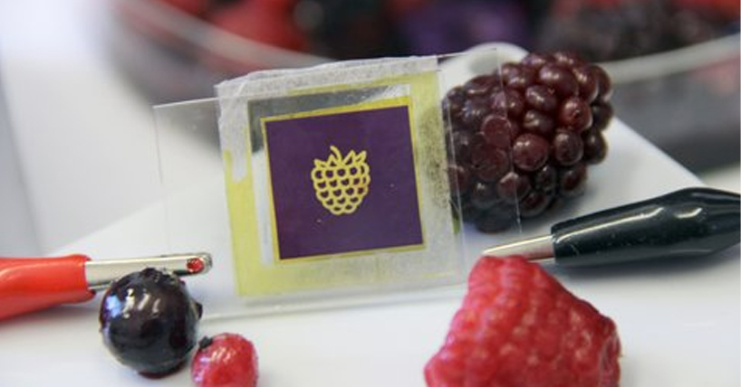 A close-up of a solar cell made with berry juice 