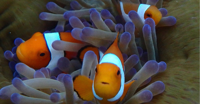 anemonefish next to their anemone host