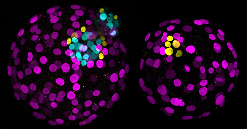 Base editing reveals role of master gene - Press Office - Newcastle ...