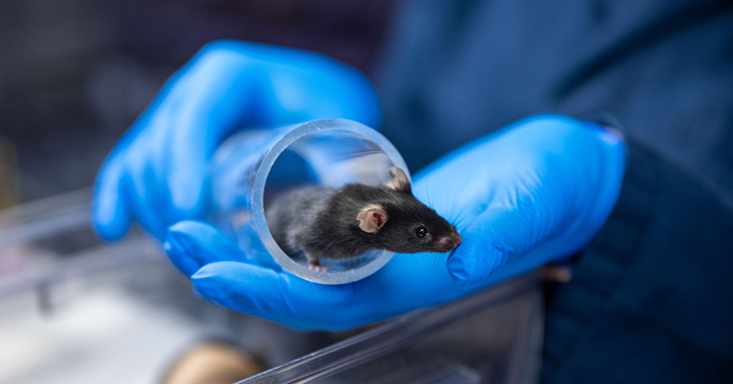 Making mouse handling the UK standard - Press Office - Newcastle University