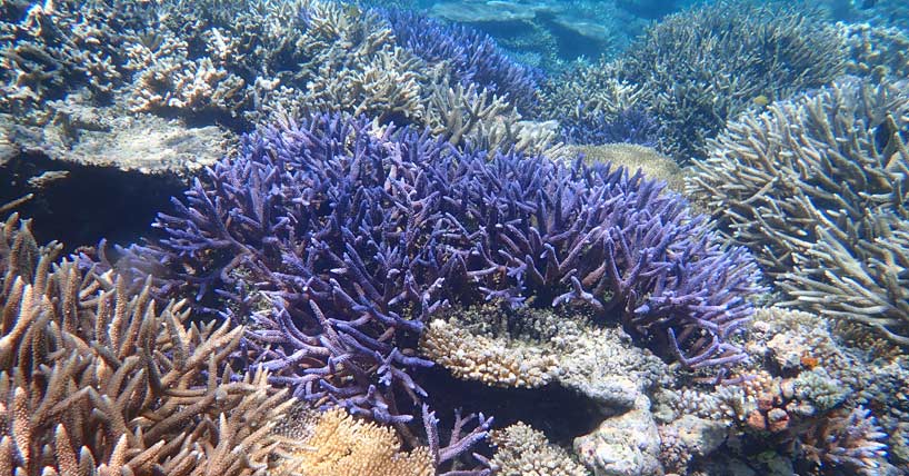 Coral reef in Palau, Western Pacific.  Credit James Guest