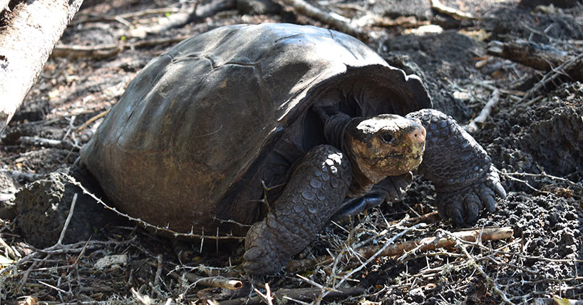 Fernandina Island Galapagos giant tortoise is not extinct  image